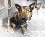 Small Siberian Husky Mix