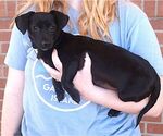 Small Photo #2 Chihuahua Puppy For Sale in Carrollton, TX, USA