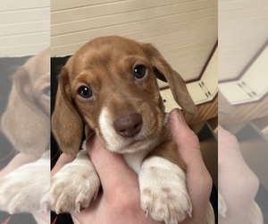 Dachshund Puppy for Sale in MONONA, Iowa USA