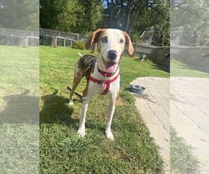 Hailey - Female Australian Shepherd-Unknown Mix Dog for Adoption - Photo #2