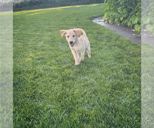 Labrador Retriever Litter for sale in MONTE VISTA, CO, USA
