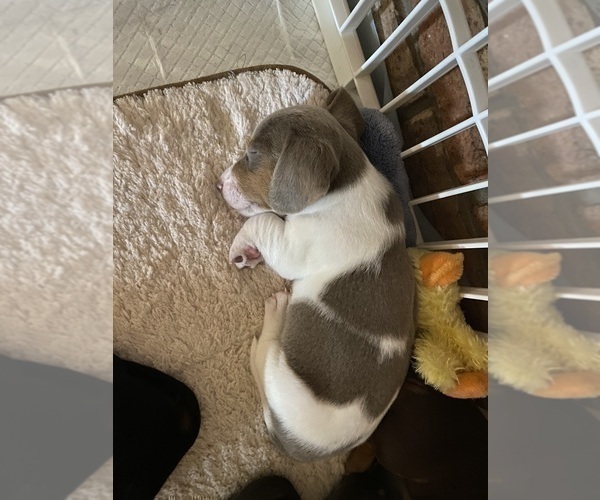 Medium Photo #13 Dachshund Puppy For Sale in LUBBOCK, TX, USA