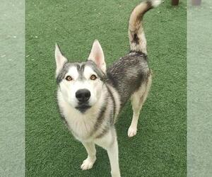 Huskies -Unknown Mix Dogs for adoption in Rockwall, TX, USA