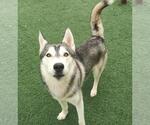 Small Huskies  Mix