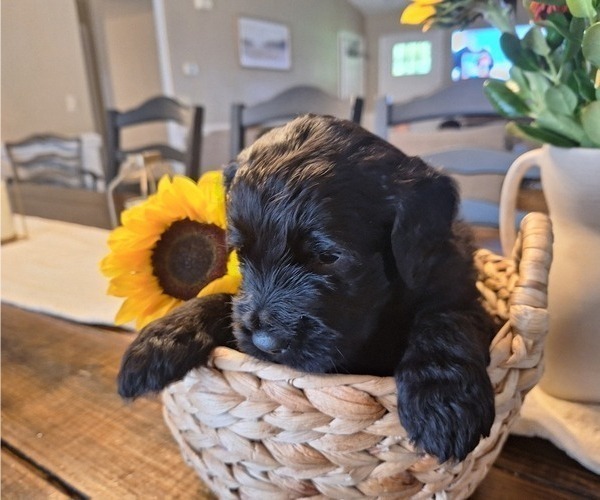 Medium Photo #38 Goldendoodle Puppy For Sale in LOUISA, VA, USA