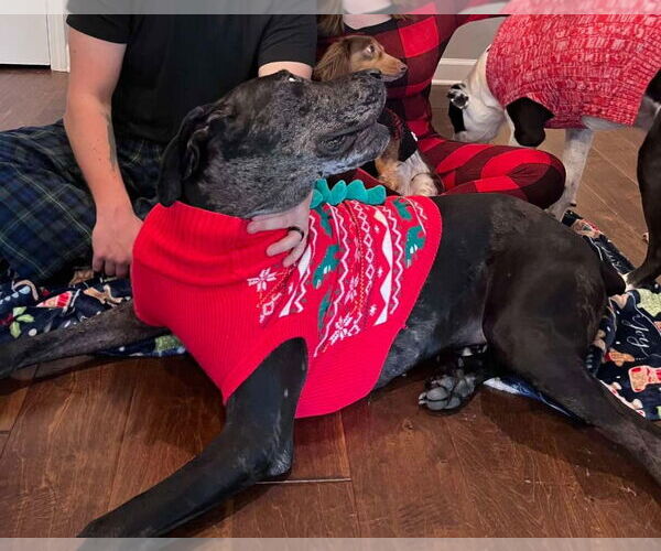 Medium Photo #4 Great Dane Puppy For Sale in Bullard, TX, USA