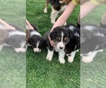 Image preview for Ad Listing. Nickname: Aussie puppies