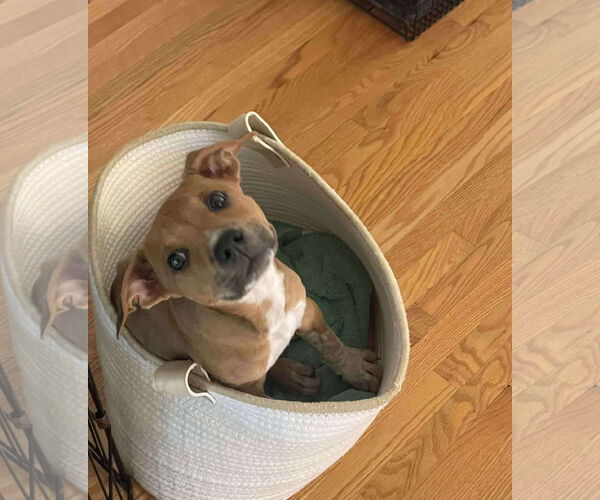 Medium Photo #10 Mutt Puppy For Sale in pomfret, CT, USA