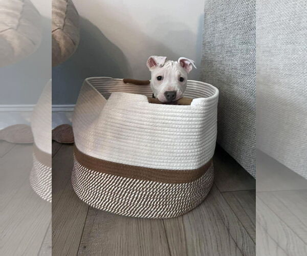 Medium Photo #3 Mutt Puppy For Sale in Spotsylvania, VA, USA