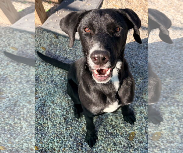 Medium Photo #2 Labrador Retriever-Unknown Mix Puppy For Sale in Jefferson, WI, USA