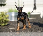 Small #4 Doberman Pinscher