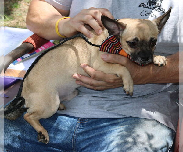 Medium Photo #3 Chug Puppy For Sale in Bandera, TX, USA