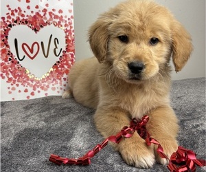Golden Retriever Puppy for sale in INDIANAPOLIS, IN, USA
