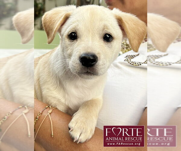 Medium Photo #1 Labrador Retriever-Unknown Mix Puppy For Sale in Marina del Rey, CA, USA
