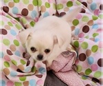 Small Photo #4 Chihuahua Puppy For Sale in RANCHO CUCAMONGA, CA, USA