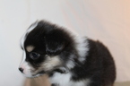 Small Photo #5 Miniature Australian Shepherd Puppy For Sale in HAMPTON, GA, USA