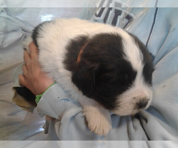 Medium Photo #2 Great Pyrenees-Newfoundland Mix Puppy For Sale in LOVELL, WY, USA