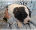 Small Photo #2 Great Pyrenees-Newfoundland Mix Puppy For Sale in LOVELL, WY, USA