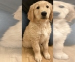 Small Photo #2 Golden Retriever Puppy For Sale in SAN JOSE, CA, USA