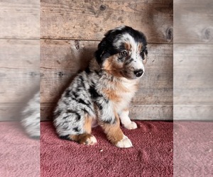 Australian Shepherd Puppy for sale in VERMONTVILLE, MI, USA