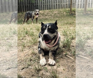 American Bully Puppy for sale in ATLANTA, GA, USA