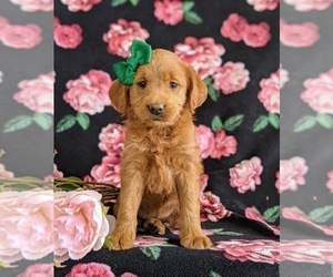 Miniature Labradoodle Puppy for sale in QUARRYVILLE, PA, USA