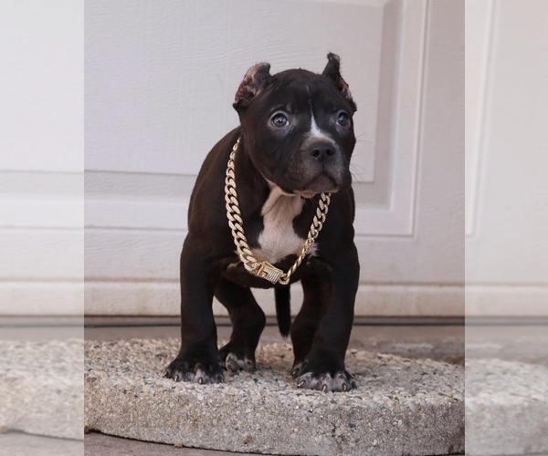 Medium Photo #1 American Bully Puppy For Sale in CHAMPAIGN, IL, USA