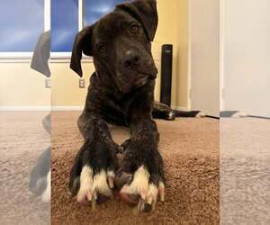 Mastiff-Unknown Mix Dogs for adoption in Germantown, OH, USA