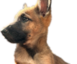 Small #1 German Shepherd Dog-Malinois Mix