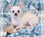 Small #5 Chihuahua