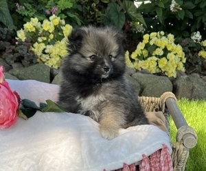 Pomeranian Puppy for Sale in COLBY, Wisconsin USA