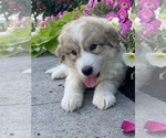 Small #4 Great Pyrenees