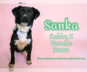 Labbe Dogs for adoption in Anchorage, AK, USA