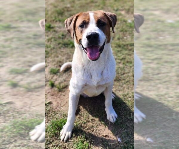 Medium Photo #5 Saint Bernard-Unknown Mix Puppy For Sale in Evansville, IN, USA