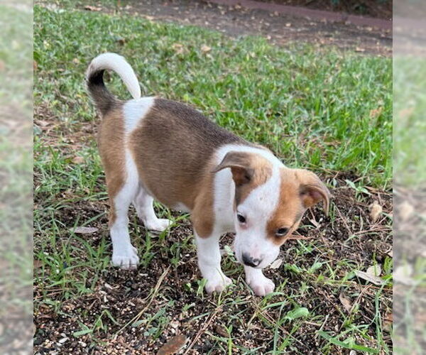 Medium Photo #3 Labrador Retriever-Unknown Mix Puppy For Sale in Lakewood, CO, USA