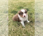 Small Photo #7 Australian Shepherd Puppy For Sale in ROBERTS, IL, USA