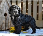 Small #1 Cavapoo
