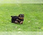 Small #4 Yorkshire Terrier
