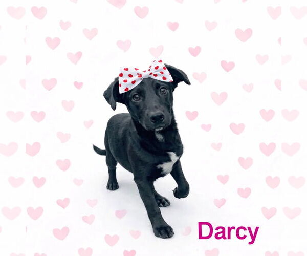 Medium Photo #1 Borador Puppy For Sale in Mt. Laurel, NJ, USA