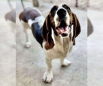 Small #3 Basset Hound