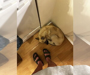 Ella - located in CA - Female Mutt Dog for Adoption - Photo #3
