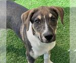 Small #10 Mutt
