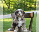 Small #2 Bernedoodle