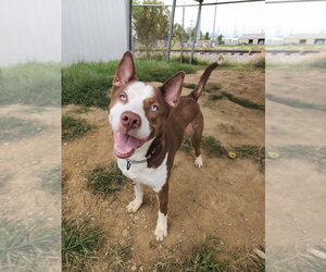 Toby Blue Eyes - Male Gerberian Shepsky Dog for Adoption - Photo #2