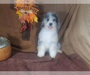 Bernedoodle (Miniature) Litter for sale in PEYTON, CO, USA