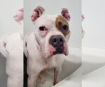 Small #17 American Staffordshire Terrier-Boxer Mix