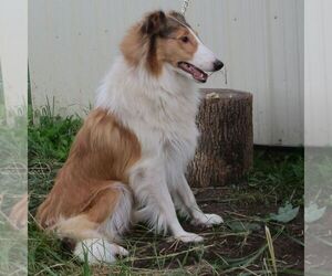 Mother of the Collie puppies born on 05/05/2025