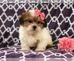 Small #20 Shih Tzu-Shorkie Tzu Mix