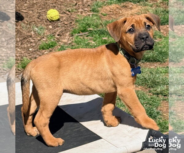 Medium Photo #6 Labrador Retriever-Unknown Mix Puppy For Sale in Washington, DC, USA