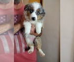 Small #3 Australian Shepherd